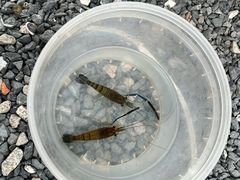 -DGE季风钓虾营地·团建·聚会