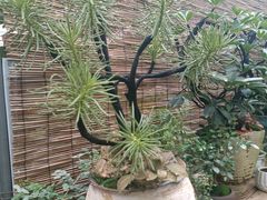 -龙大花卉苗木市场