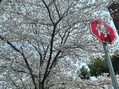 -高东镇樱花园