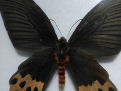 -上海昆虫博物馆