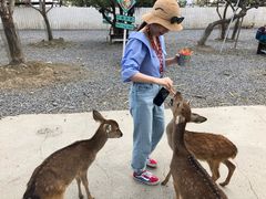 -鹿境梅花鹿生态园区