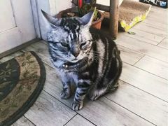 -海边的猫和咖啡馆