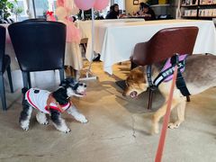 -百好乐宠物友好餐厅(朝外大街店)