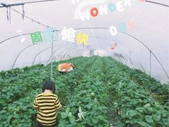 -青浦采草莓天天草莓园