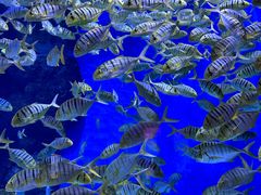 -成都浩海立方海洋公园
