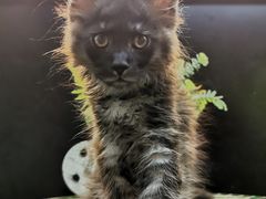 -十年猫舍·猫咪专门店(普陀店)