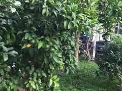 -上海老范农家乐(崇明前卫村店)