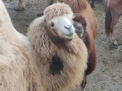 -石家庄市动物园