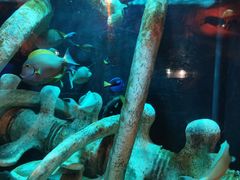 -悉尼海洋生物水族馆