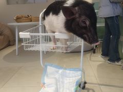 -怪兽屋·羊驼·猫咖·狗咖(俊华广场店)