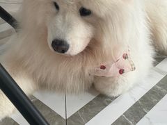 -星多哈·狗咖·拼豆·咖啡
