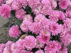 -中国天府农业博览园