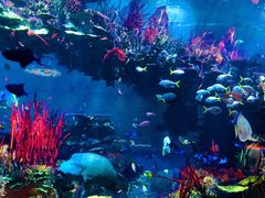 -迪拜帆船酒店海底餐厅