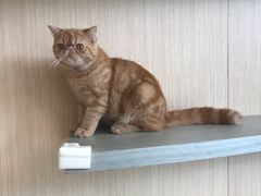 -飞行喵MR PILOT|猫舍·猫咖(静安大融城店)