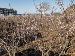 -北京龙庆四季香农家饭庄·灶台鱼·碳烤虹鳟鱼(龙庆峡店)