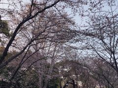 -上海共青森林公园