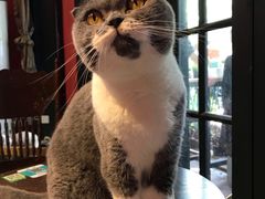 -猫色咖啡·猫咖