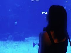 -石家庄海洋公园