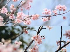 -王借岗森林公园