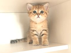 -东方名猫馆·英短金渐层布偶猫舍(环线广场1号楼店)