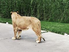 -北京野生动物园