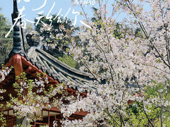 -南京古林公园