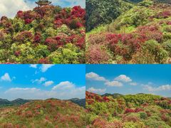 -贵州百里杜鹃风景名胜区