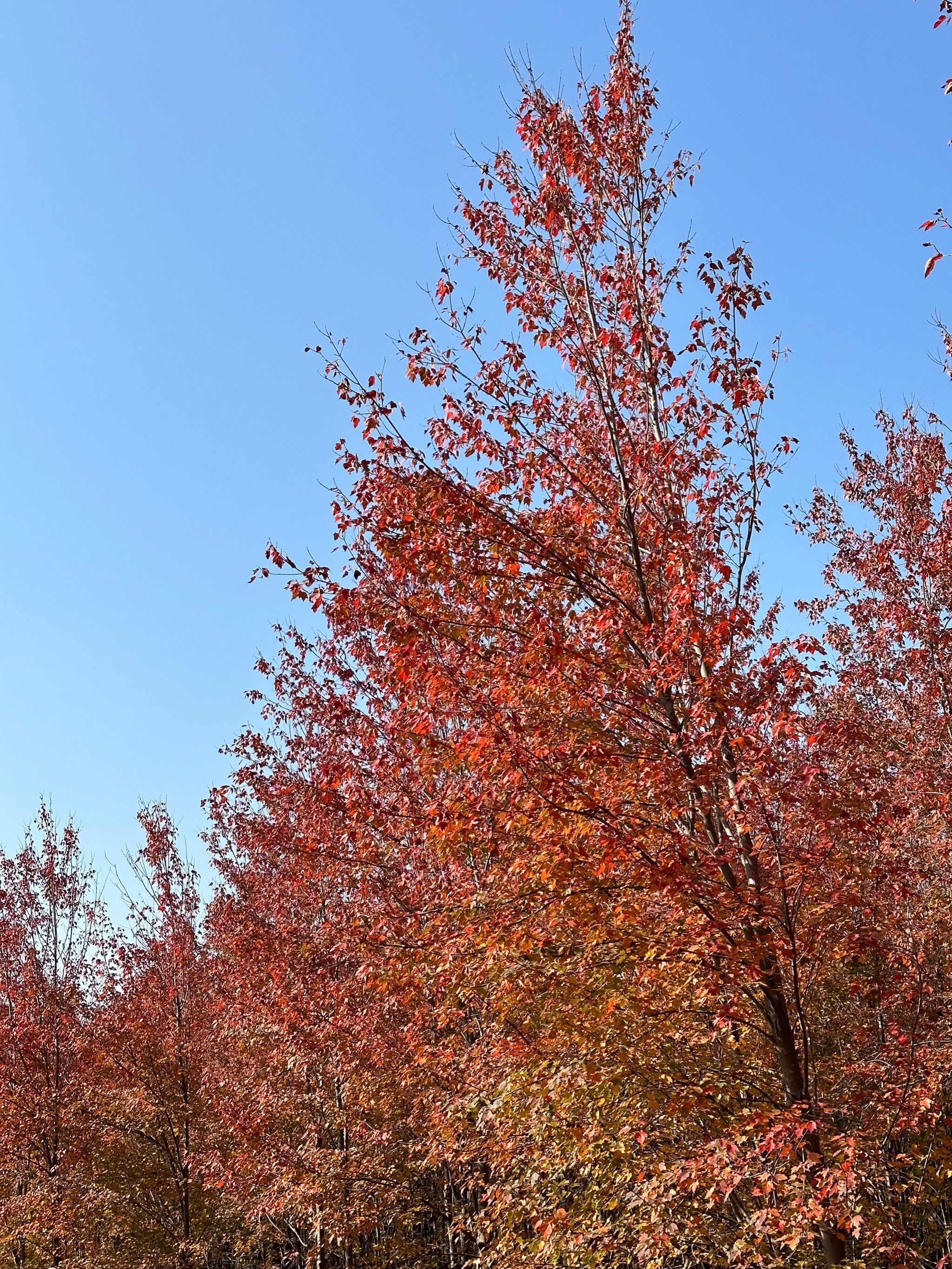 重庆合川红枫林 看🍁啦