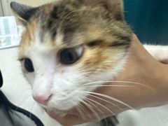 -中农国际动物医院24小时·猫科·骨科·急重症中心