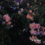 汉中市区！内走路就能到的赏花地