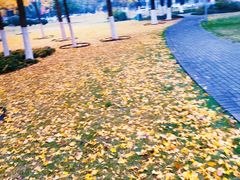 -西北湖绿化广场
