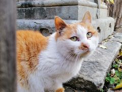 -大觉寺-停车场