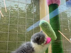 -帕帕拉兹宠物(亚洲旗舰店)