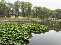 -高尔山公园