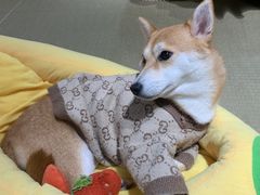 -逗柴咖啡屋·狗咖猫咖宠物桌游