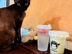-楼上猫咖(罗湖店)