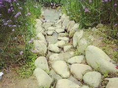 -大塘金香草谷