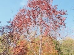 -洋湖国家湿地公园