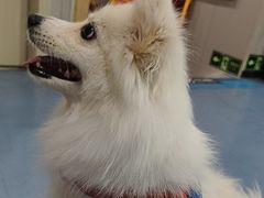 -瑞鹏宠物医院·爱宠堂·骨外专科(西荷分院)