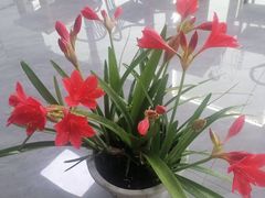 -镜泊湖聚仙楼鱼馆