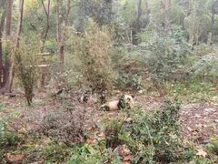 -成都大熊猫繁育研究基地