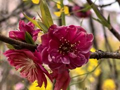 -南汇桃花村