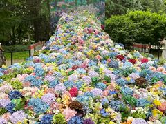 -上海共青森林公园