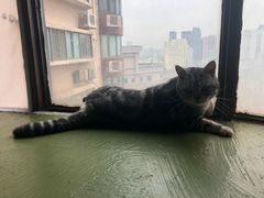 -猫猫幼稚园·撸猫·桌游·电玩