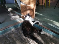 -喵屿·大理花园猫咖