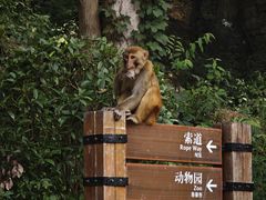 -黔灵山公园
