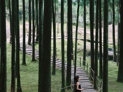 -玉苍山国家森林公园