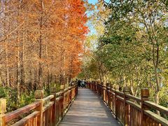 -溱湖国家湿地公园