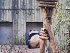 -成都大熊猫繁育研究基地