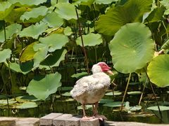 -莲花池公园